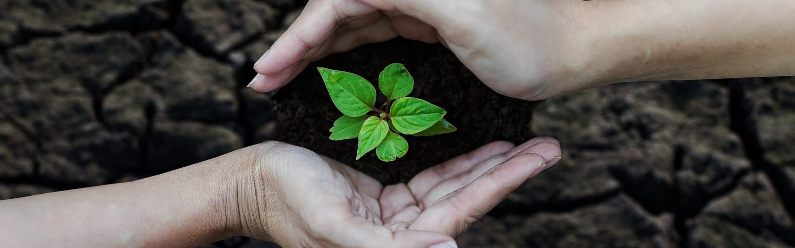 2 hands planted trees on broken soil,Arid,Drought conditions. Ecology Concept.